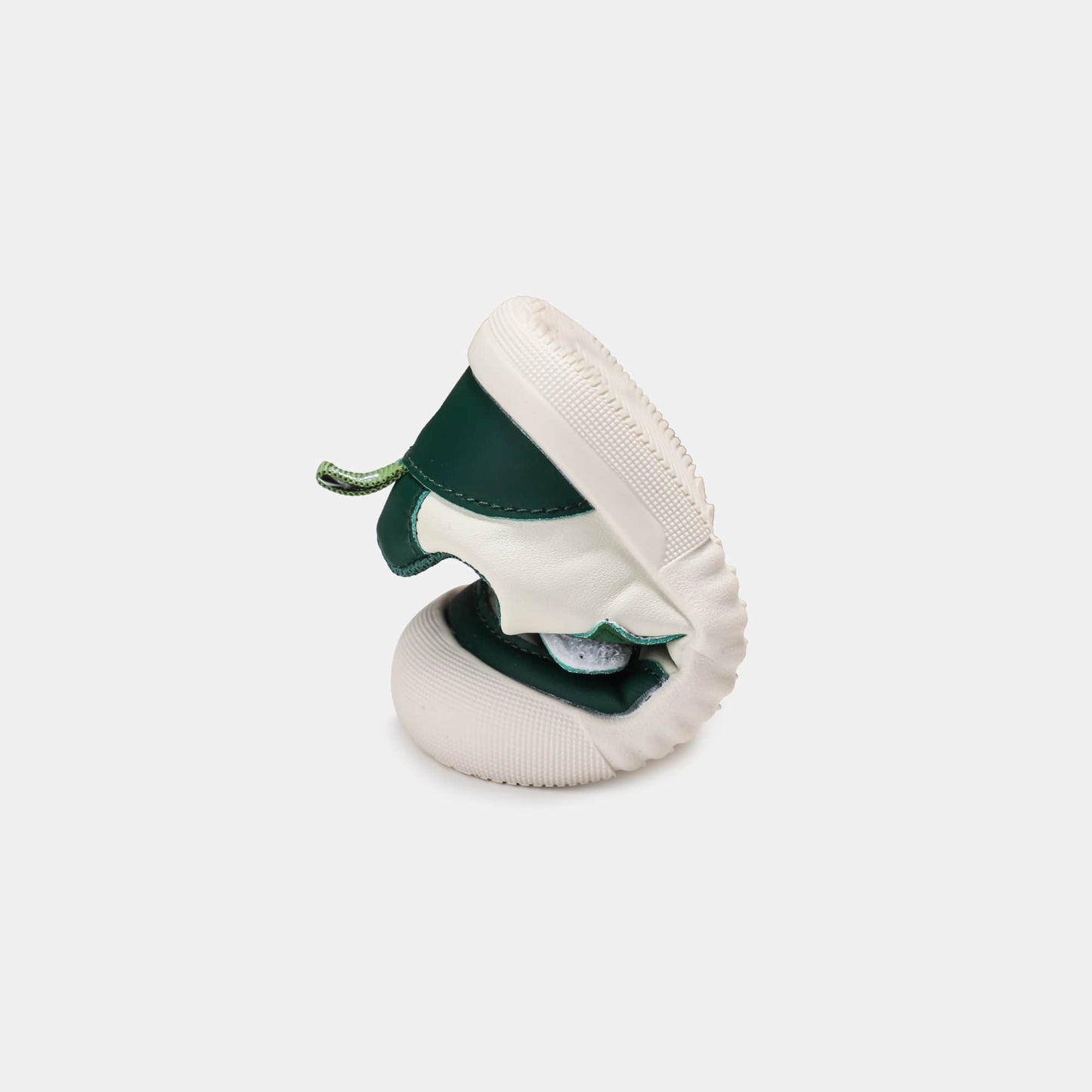 Zebra Bicolor